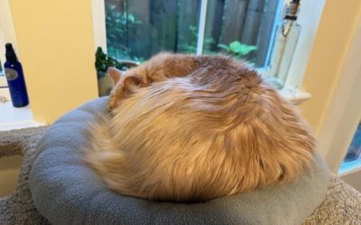 Cat Sit 1