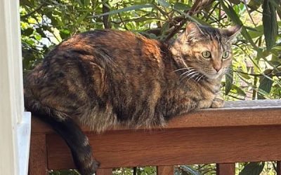 Cat Sit 2