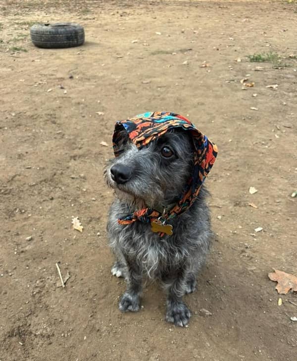 Katherine_Lacefield_ dog_The_Boomer_Womans_Podcast